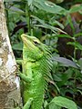 Calotes grandisquamis