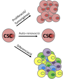 Esquema de les Propietats distinctives de les cèl·lules mare del càncer