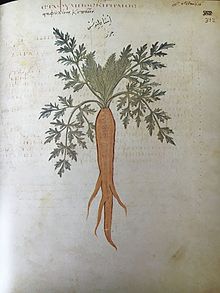 A depiction labeled "garden" carrot from the Juliana Anicia Codex, a 6th-century AD Constantinopolitan copy of Dioscorides' 1st-century Greek pharmacopoeia. The facing page states that "the root can be cooked and eaten." Carrot, Juliana Anicia Codex.jpg