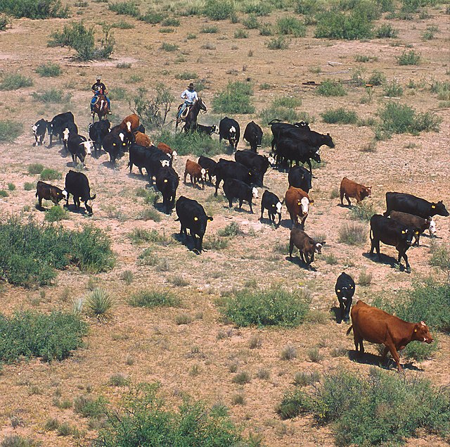 La photo couleur montre une vue de haut d'un troupeau de bovins encadré par des vachers à cheval.