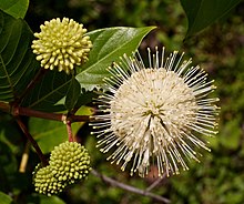 Cephalanthus occidentalis.jpg