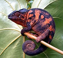 Chameleon Panther ( Furcifer pardalis )