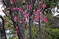 Kanhi cherry trees in full bloom