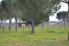 Chevaux de la manade, au mas d'Anglas.