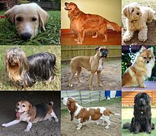 Collage of Nine Dogs.jpg