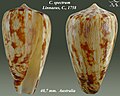 Conus spectrum Linnaeus, C., 1758