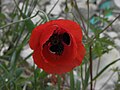 Corn Poppy. 
 JPG