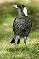 Image 27 Australian Magpie Photo: Noodle snacks The Australian Magpie (Cracticus tibicen) is an omnivorous medium-sized passerine bird native to Australia and southern New Guinea. It has been introduced to New Zealand, where it is considered invasive, as well as to the Solomon Islands and Fiji, where it is not. Adults range from 37 to 43 cm (15 to 17 in) in length, with distinctive black and white plumage, red eyes and a solid wedge-shaped bluish-white and black bill. Described as one of Australia's most accomplished songbirds, the Australian Magpie has an array of complex vocalisations. More selected pictures