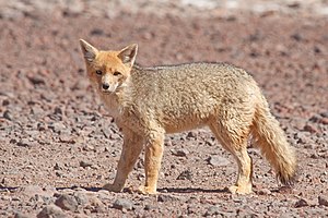 Боливия бла Чилини чегинде суратха алыннган бир анд тюлкю (Pseudalopex culpaeus). Анд тюлкюле Къыбыла Америкада джашайдыла; Эквадор бла Перудан, Боливияны юсю бла, Чили бла Аргентинагъа дери джайылыбдыла. Джаллы бёрюден сора континентде эм уллу кийик итни тюрлюсюдю.Автор: Chmehl