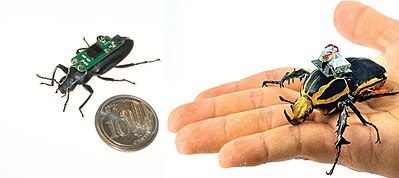 Cyborg beetles developed based on Zophobas morio (left) and Mecynorrhina torquata (right) Cyborg beetles developed based on Zophobas morio (left) and Mecynorrhina torquata (right).jpg