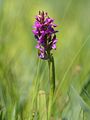 Dactylorhiza incarnata inflorescense, North-East Germany, Photo by Kristian Peters