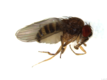 Drosophila affinis female