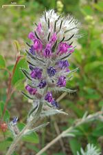 Miniatura para Oxytropis campestris