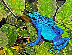 dendrobates tinctorius