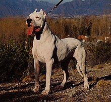 Dogo+argentino+hunting+puma