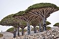 Dragonniers de Socotra.