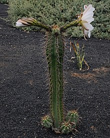 Echinopsis lageniformis цветущий 06 (обрезанный) .jpg