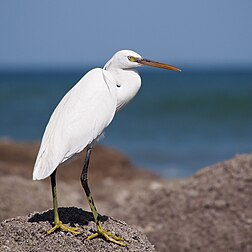 Garça-dos-recifes (Egretta gularis) sobre rochas, próximo a Mascate, Omã. (definição 2 837 × 2 837)