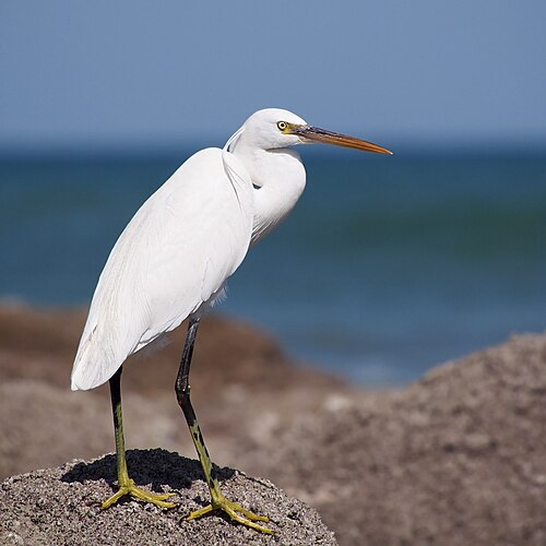 Малая белая цапля (Egretta garzetta) на скалах в окрестностях Маската (Оман)