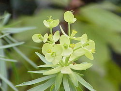 Euphorbia obtusifolia