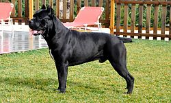 Cane Corso (mastim italiano)