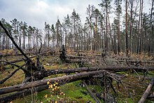 Omkullblåsta träd som dött i skogsbranden 2014.