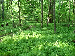 Fern bed under a forest canopy in woods near F...