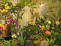 Orchid display