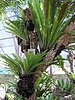 birds nest ferns