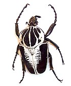 Escarabajo Goliath