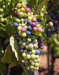 Grappe de raisin zinfandel en cours de véraison, dans la Dry Creek Valley (Californie). (définition réelle 3 663 × 4 579)