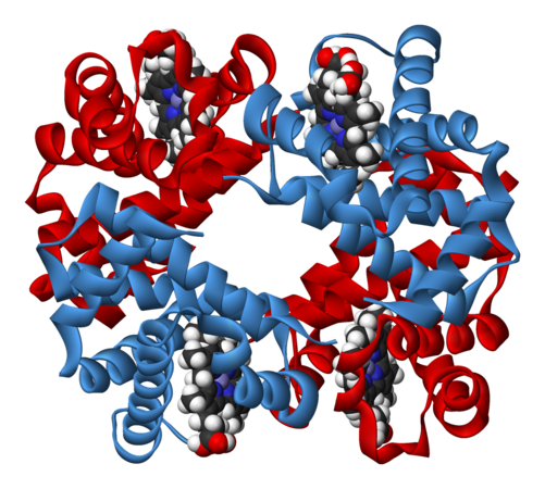 Représentation d'une molécule d'hémoglobine.