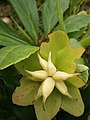 Helleborus niger fruit