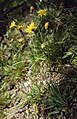 Hasenohr-Habichtskraut (Hieracium bupleuroides)