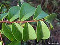 Feuillage de Hirtella racemosa.