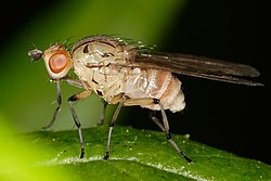 Homoneura sp. fly