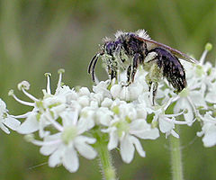 Kvenkyns Andrena sp.