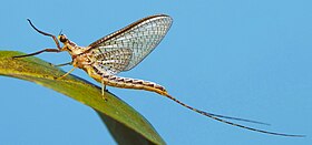 Imago (Adulto) do gênero Hexagenia, família Ephemeridae.