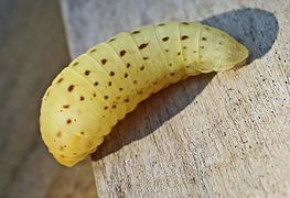 Pupa