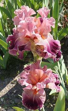 Tall Bearded Iris 'Barocco' Iris barbata elatior.jpg