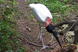 Jabiru mycteria