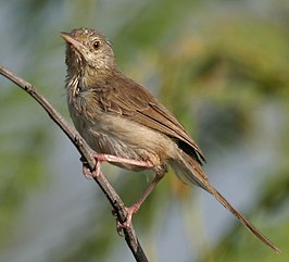 Jungleprinia