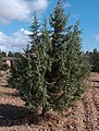 Juniperus oxycedrus Ginepro rosso