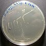 Thumbnail for Lactobacillus casei