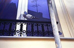 English: A trompe-l'œil of a pigeon on a windo...