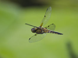 In flight