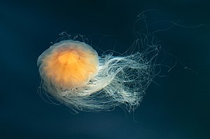 Lion's mane jellyfish, bell contracted