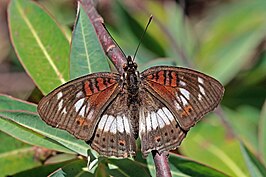 Junonia sophia