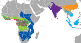 Khu vực phân bố các loài tê tê\n     Manis crassicaudata\n     Manis pentadactyla\n     Manis javanica\n     Manis culionensis\n     Phataginus tricuspis\n     Phataginus tetradactyla\n     Smutsia gigantea\n     Smutsia temminckii