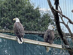 Many wildlife are on display at Bay Beach Wildlife Sanctuary, Green Bay, Wisconsin